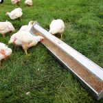 Cackellac jumbo range feeder for chicken poultry