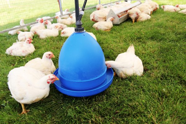 Bluebird bell style waterer, water bowl or water drinker for chicken poultry