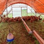 Cackellac chicken poultry shelter model 1822 with jumbo range feeders and Bluebird bell waterer