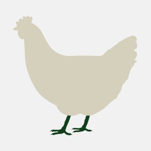 Good Nature Eco Farm - raising pasture raised meat chickens and laying hens - chicken feet are available for purchase fresh and frozen
