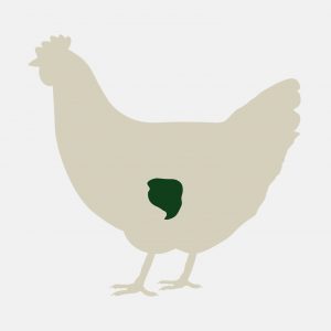 Good Nature Eco Farm - raising pasture raised meat chickens and laying hens - chicken gizzard is available for purchase fresh and frozen