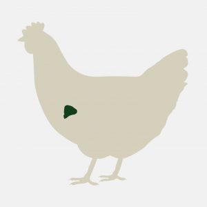 Good Nature Eco Farm - raising pasture raised meat chickens and laying hens - chicken hearts are available for purchase fresh and frozen