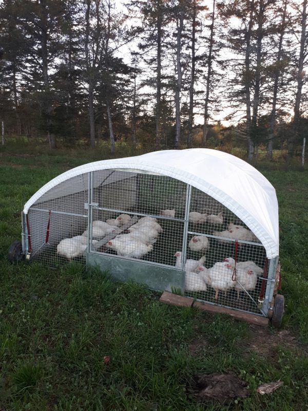 Cackellac chicken shelter model 812